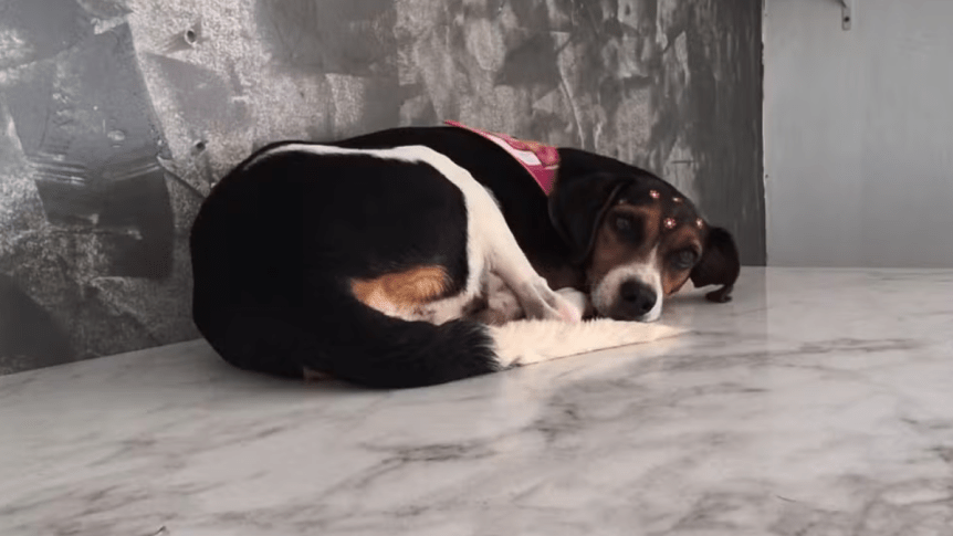 Redes sociais se tornam palco de atos de crueldade animal, com participação crescente de&nbsp;menores